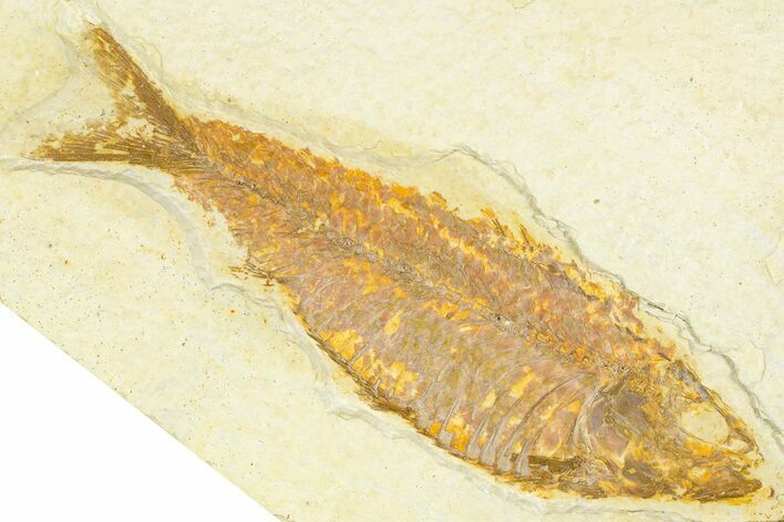 Detailed Fossil Fish (Knightia) - Wyoming #379451